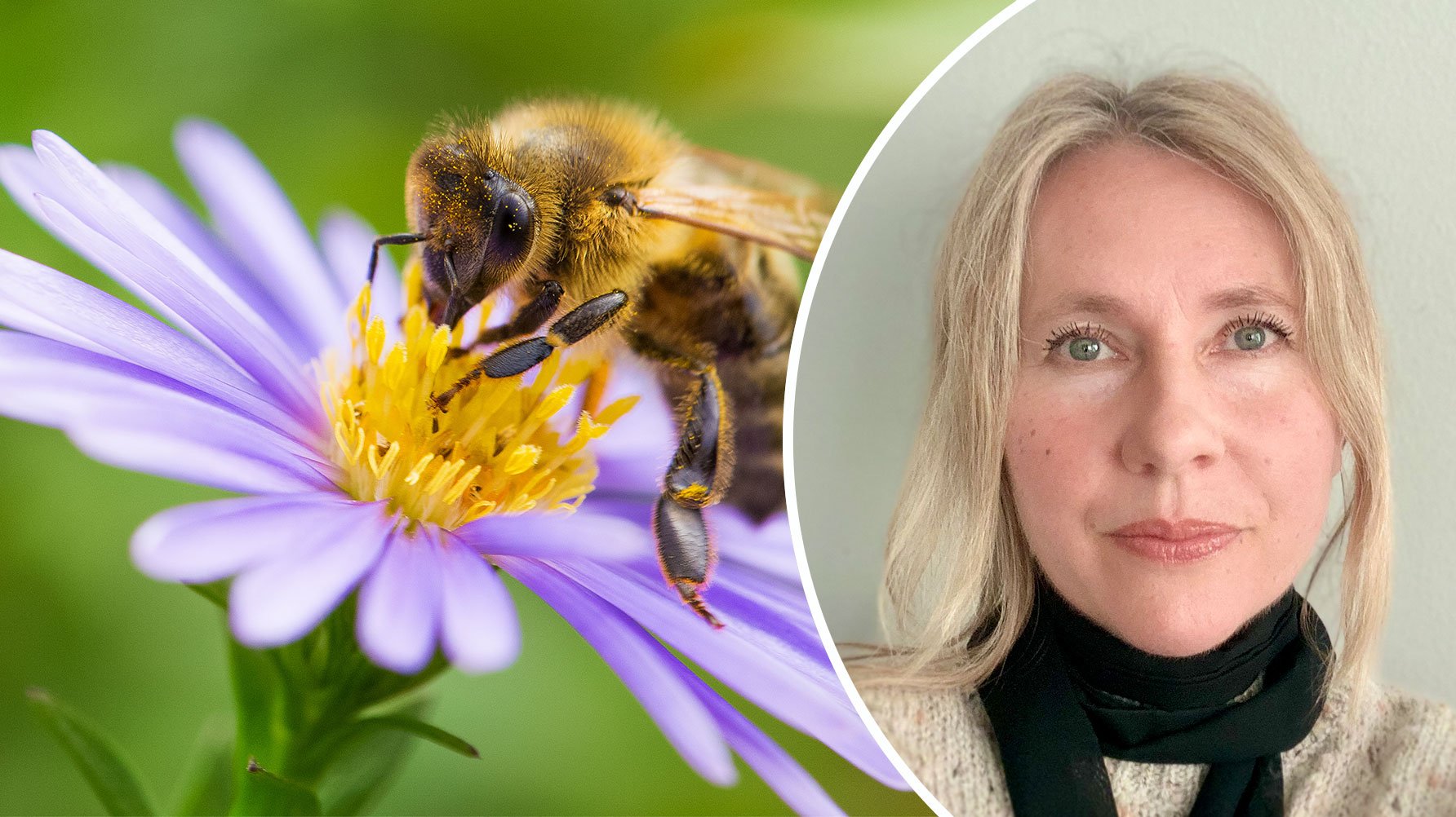 En genrebild av ett bi som svävar över en lila blomma, och ett runt infällt porträtt av Therese Rosengren